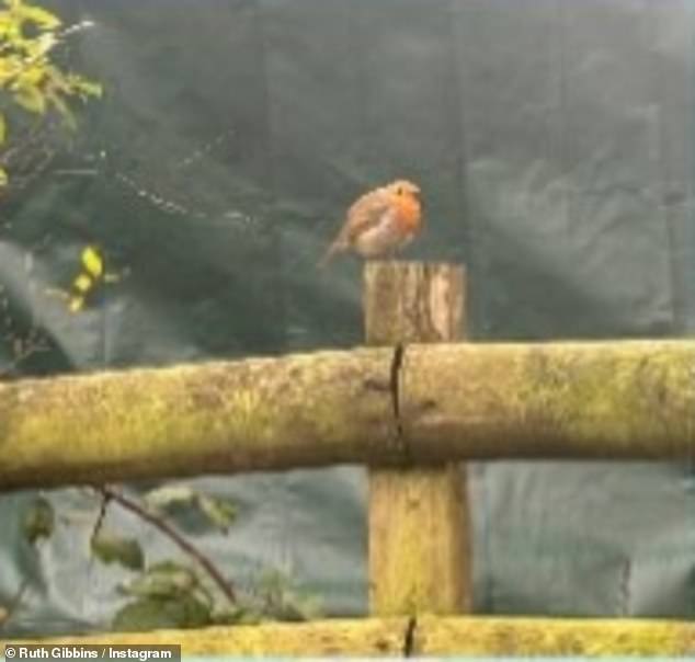 نشرت روث أيضًا لقطة لطائر أبو الحناء يجلس على السياج. من المعتقد أن الطائر يزورك بعد وفاة أحد أفراد أسرتك