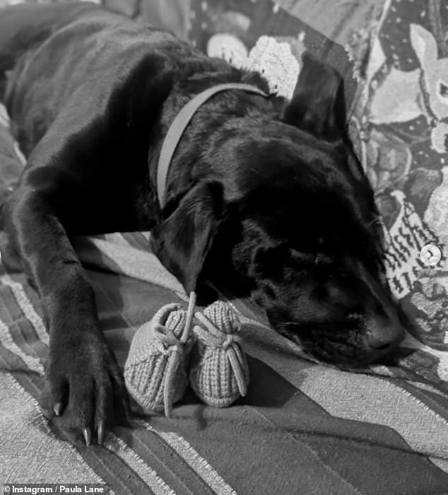 شاركت باولا لقطات جميلة تكشف عن وصول طفلها الصغير، بما في ذلك بعض صور كلبها المحبوب مع حذاء ابنها المحبوك