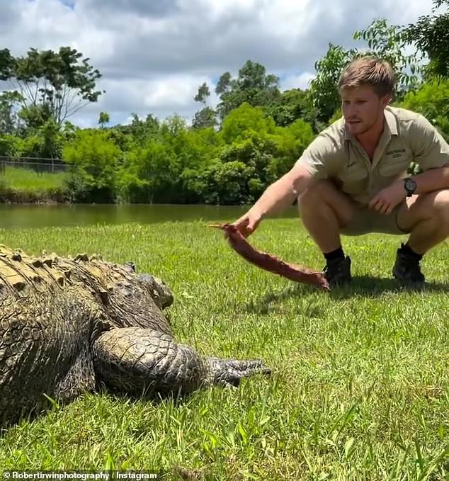 وفي مرحلة ما، بدا أن التمساح ينقض على روبرت بفكيه الضخمين، الأمر الذي ترك الفائز في برنامج Dancing With The StarsUS غير منزعج تمامًا