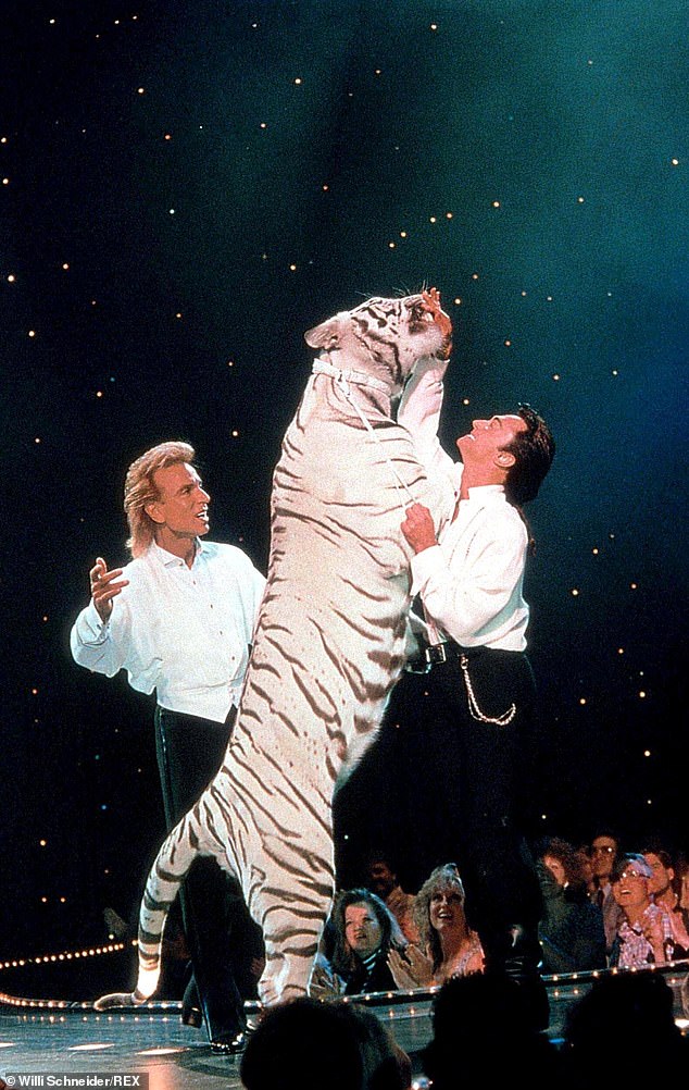 لكن الفعل وصل إلى نهاية مروعة في عام 2003، عندما تعرض هورن (على اليمين) لهجوم وحشي من قبل أحد النمور التي كان يؤدي معها؛ شوهد في عام 2002