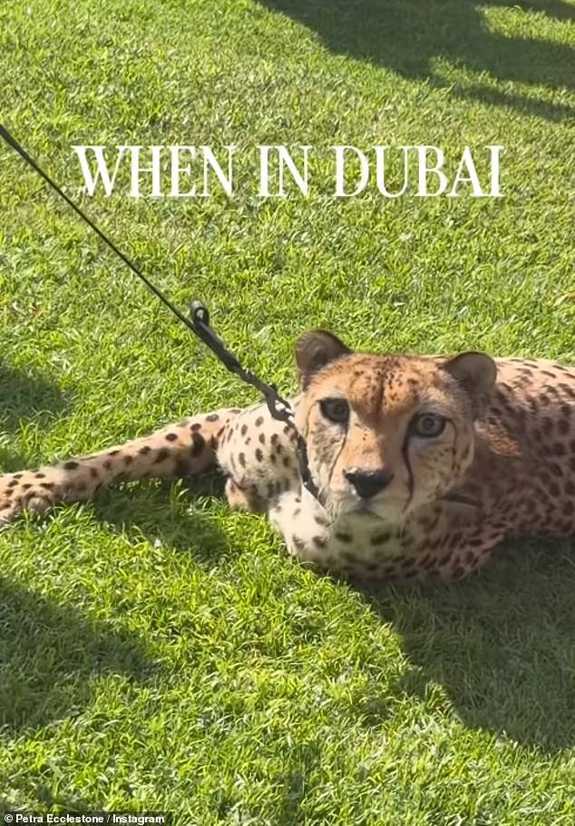 وفقًا لقناة Animalia على YouTube، فهي 